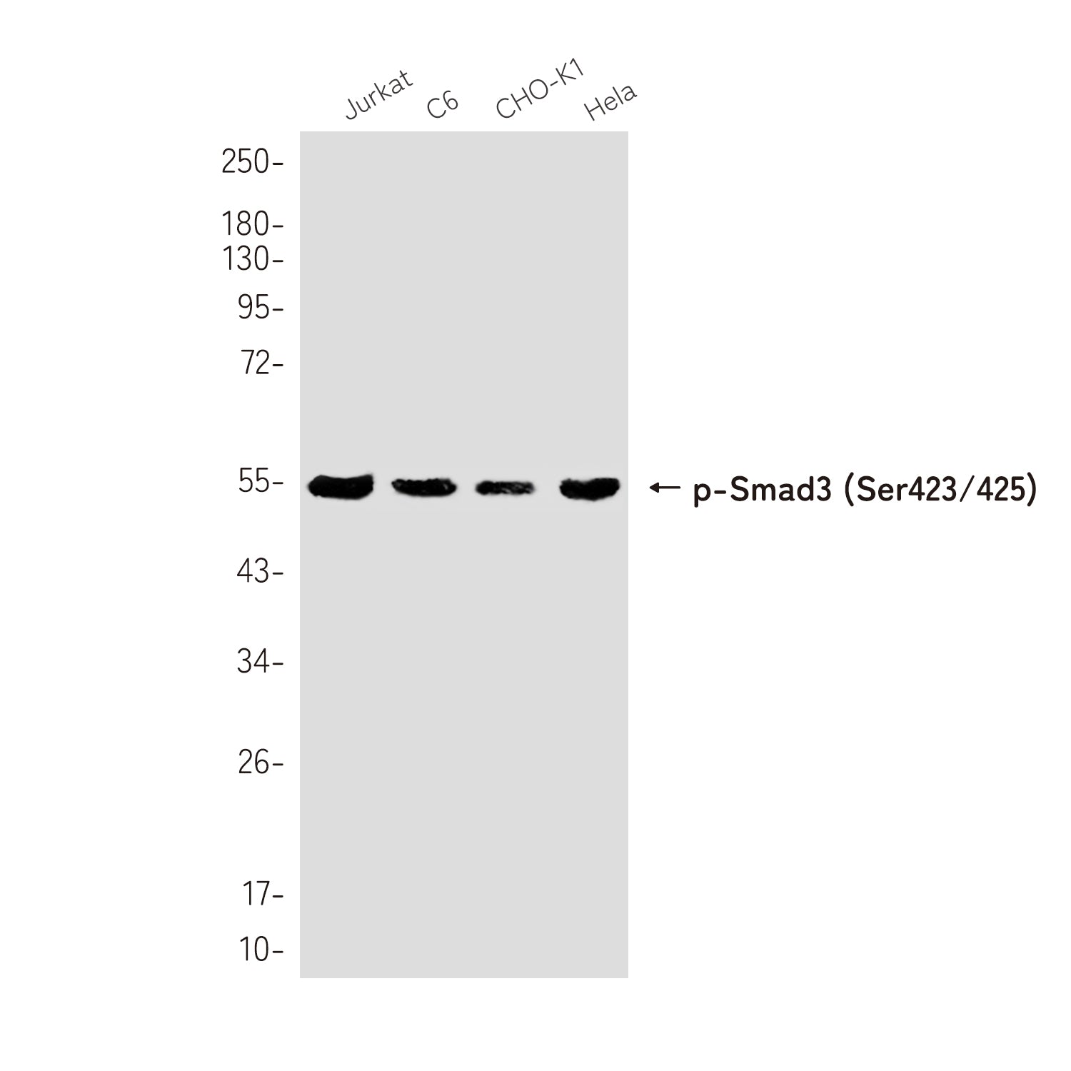 Anti-Phospho-Smad3 (Ser423/425) Rabbit Monoclonal Antibody