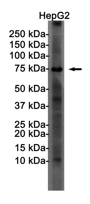 Anti-FOXO1 Rabbit Monoclonal Antibody