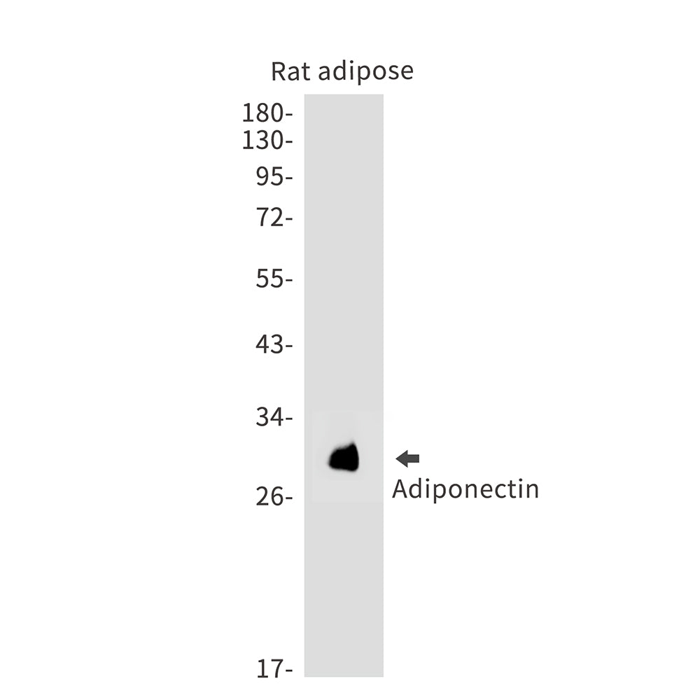 Anti-Adiponectin Rabbit Monoclonal Antibody