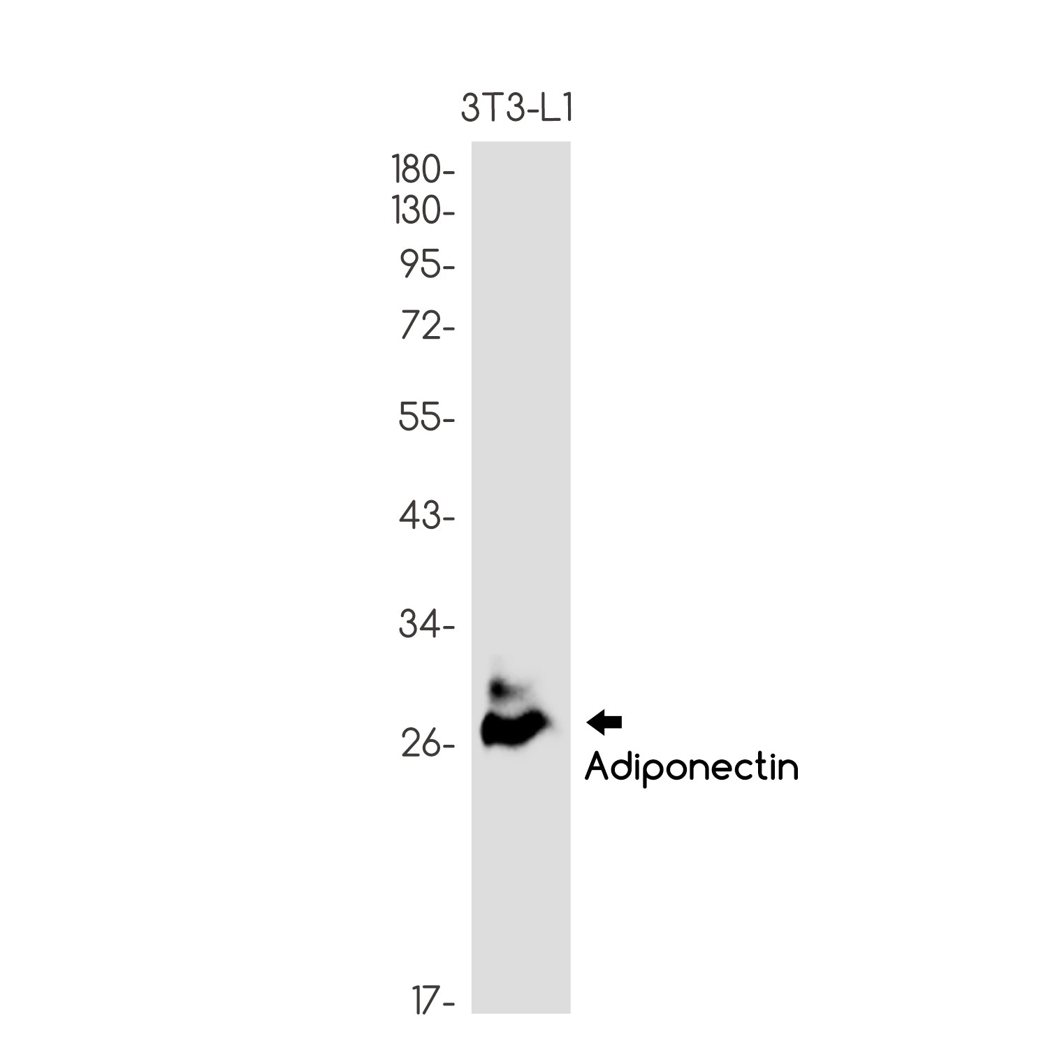 Anti-Adiponectin Rabbit Monoclonal Antibody