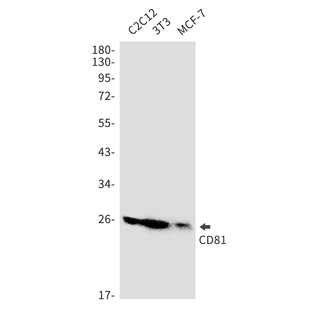 Anti-CD81 Rabbit Monoclonal Antibody