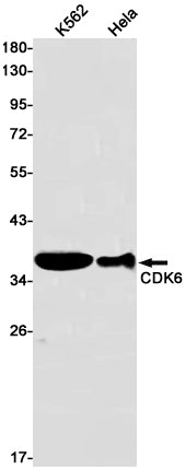Anti-CDK6 Rabbit Monoclonal Antibody