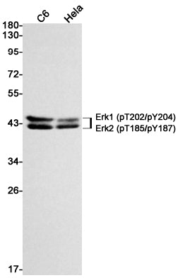 Anti-Phospho-ERK1/2 (Thr202/Tyr204)/(Thr185/Tyr187) Rabbit Monoclonal Antibody