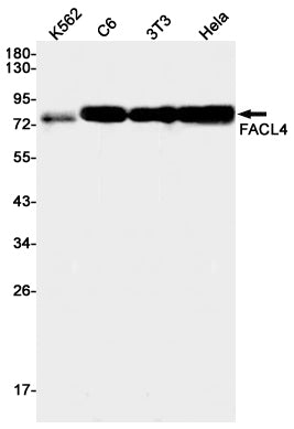 Anti-FACL4 Rabbit Monoclonal Antibody