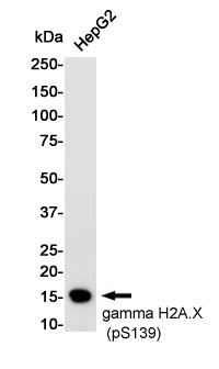 Anti-Phospho-Histone H2A.X (Ser139) Rabbit Monoclonal Antibody