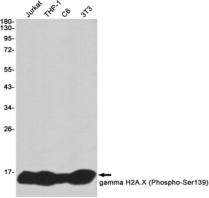 Anti-Phospho-Histone H2A.X (Ser139) Rabbit Monoclonal Antibody