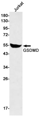 Anti-GSDMD Rabbit Monoclonal Antibody