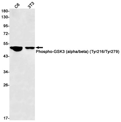 Anti-Phospho-GSK3 (Tyr216/Tyr279) Rabbit Monoclonal Antibody