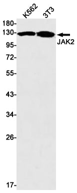 Anti-JAK2 Rabbit Monoclonal Antibody