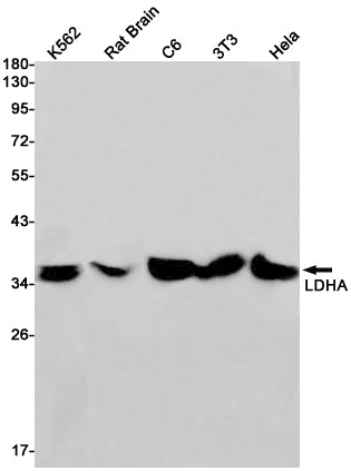 Anti-Lactate Dehydrogenase A Rabbit Monoclonal Antibody