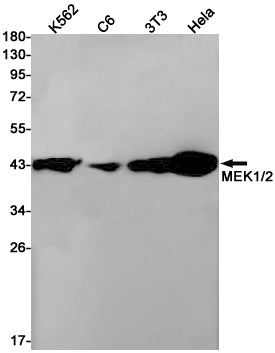 Anti-MEK1/2 Rabbit Monoclonal Antibody
