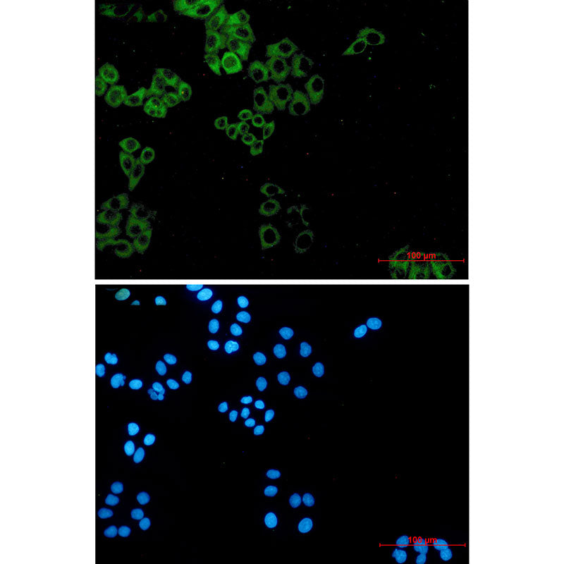 Anti-Paxillin Rabbit Monoclonal Antibody