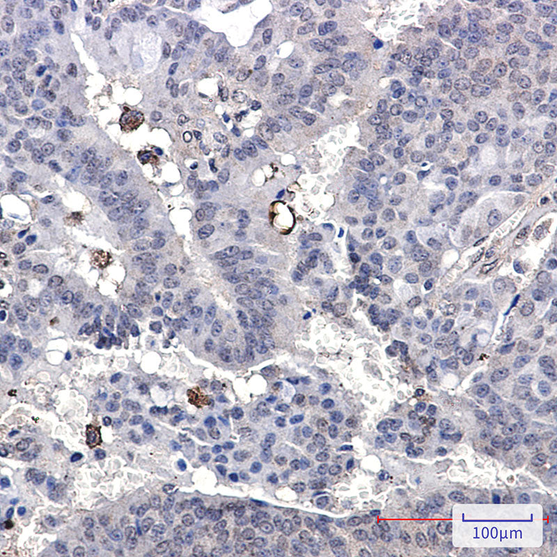 Anti-Paxillin Rabbit Monoclonal Antibody