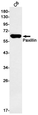 Anti-Paxillin Rabbit Monoclonal Antibody