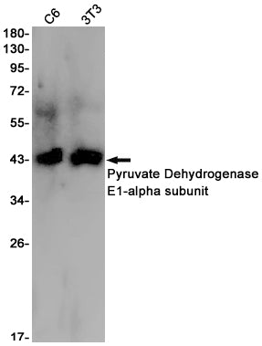 Anti-Pyruvate Dehydrogenase E1 alpha Rabbit Monoclonal Antibody