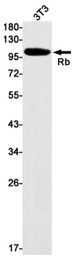 Anti-Rb Rabbit Monoclonal Antibody