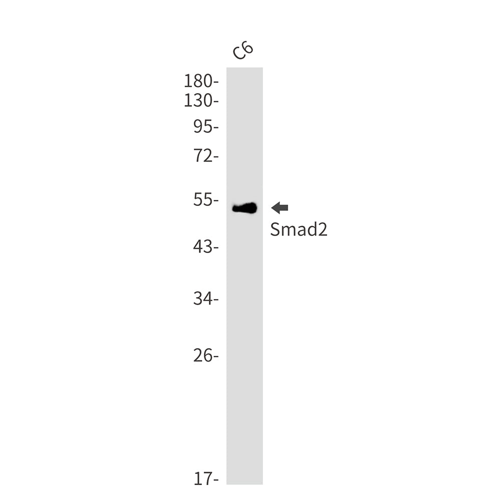 Anti-Smad2 Rabbit Monoclonal Antibody