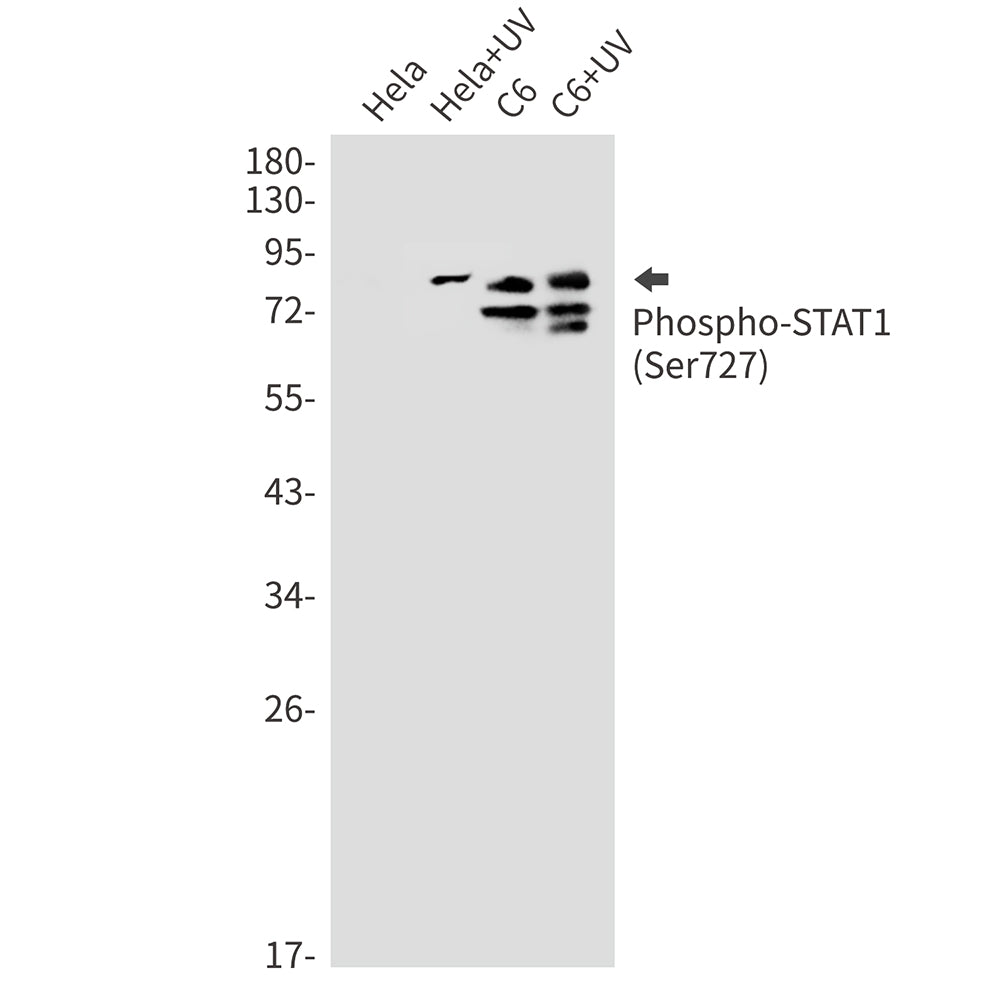 Anti-Phospho-STAT1 (Ser727) Rabbit Monoclonal Antibody
