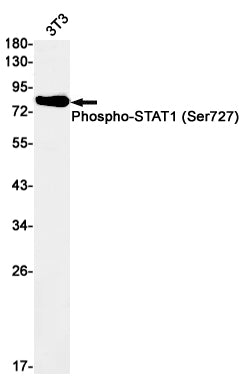 Anti-Phospho-STAT1 (Ser727) Rabbit Monoclonal Antibody