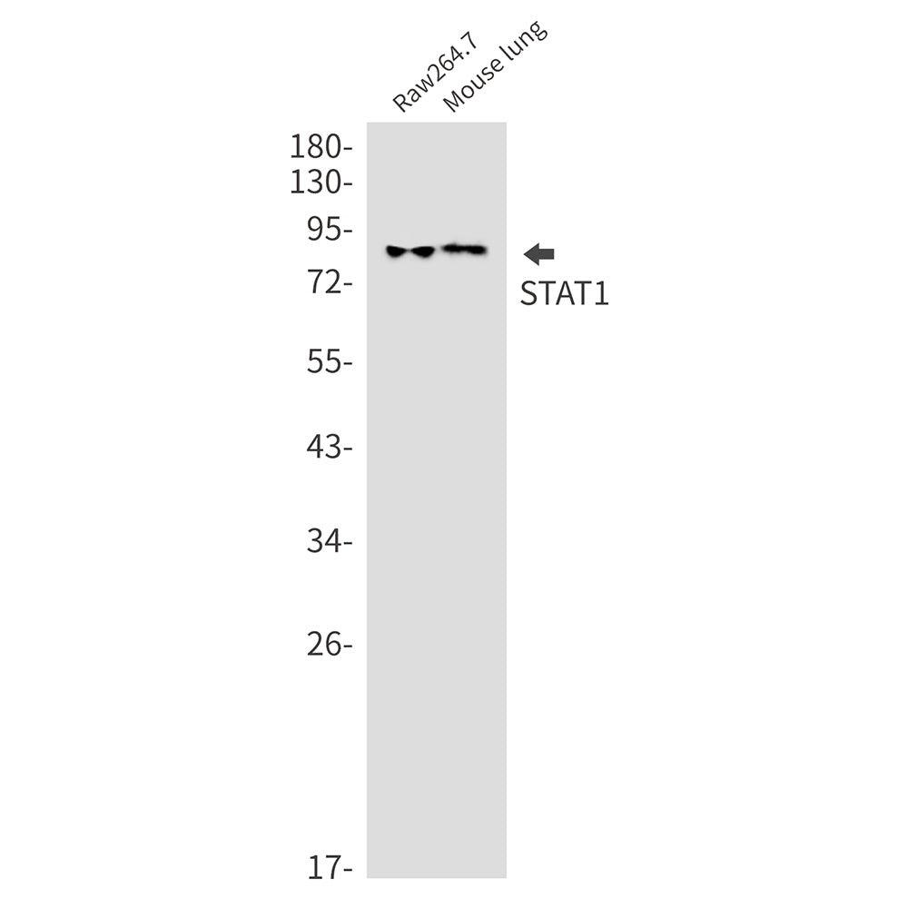 Anti-STAT1 Rabbit Monoclonal Antibody