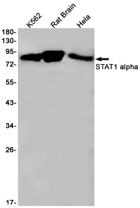 Anti-STAT1 Rabbit Monoclonal Antibody