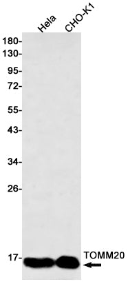 Anti-TOMM20 Rabbit Monoclonal Antibody