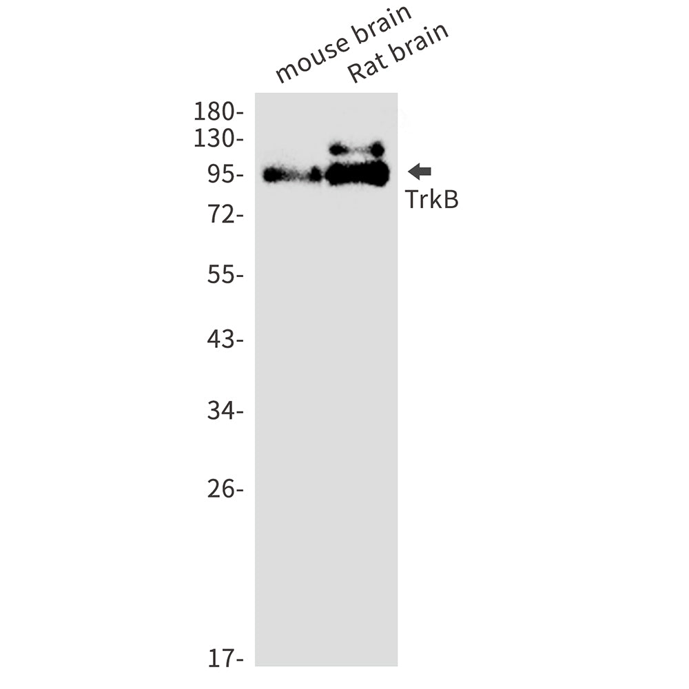 Anti-Trk B Rabbit Monoclonal Antibody
