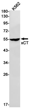 Anti-xCT Rabbit Monoclonal Antibody