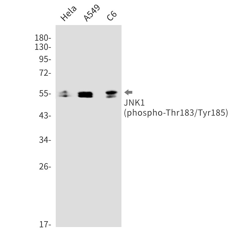 Anti-Phospho-JNK1 (Thr183/Tyr185) Rabbit Monoclonal Antibody