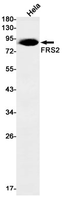 Anti-FRS2 Rabbit Monoclonal Antibody
