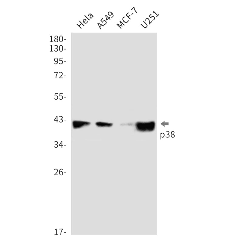 Anti-p38 Rabbit Monoclonal Antibody