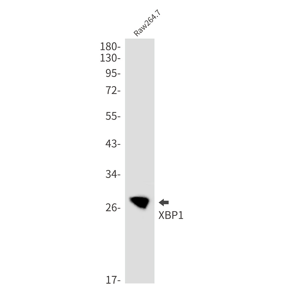 Anti-XBP1 Rabbit Monoclonal Antibody