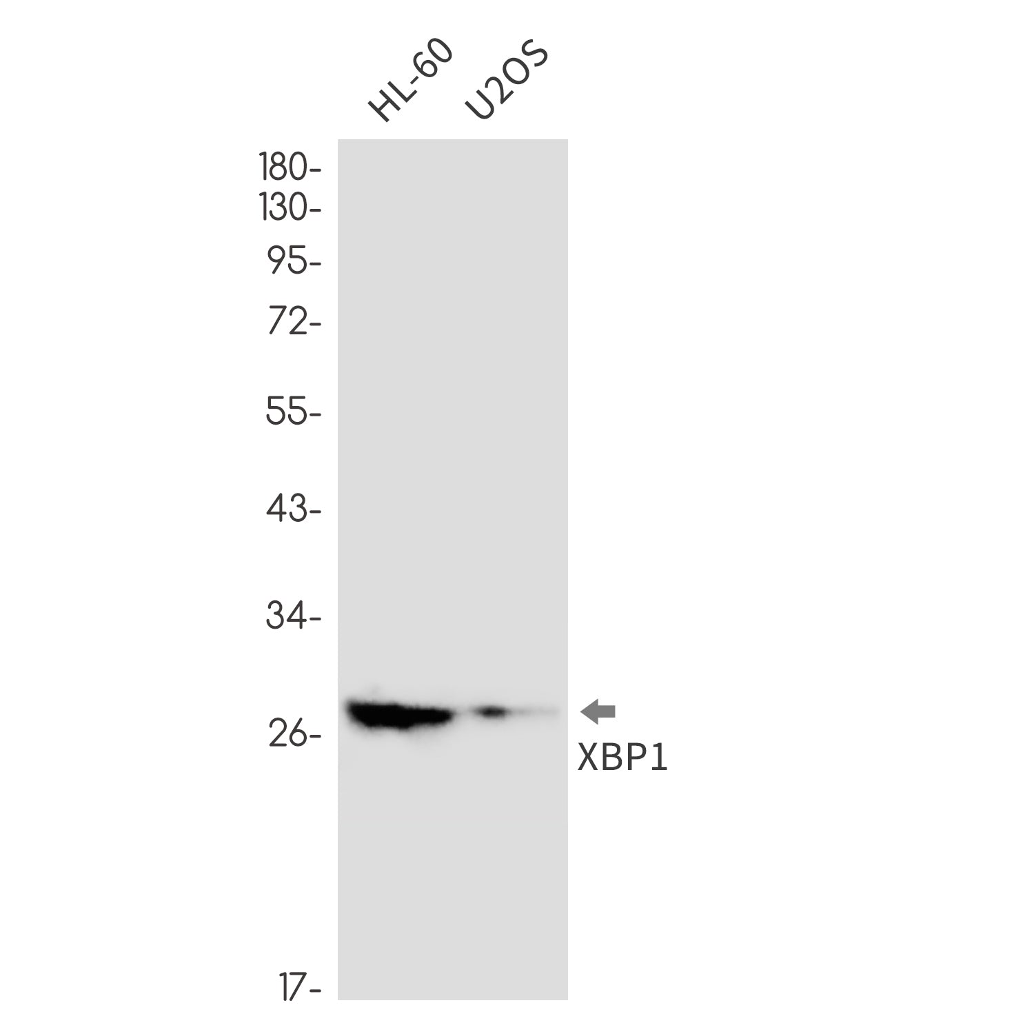 Anti-XBP1 Rabbit Monoclonal Antibody