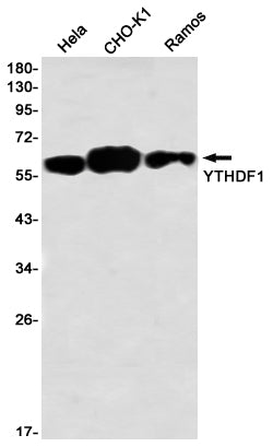 Anti-YTHDF1 Rabbit Monoclonal Antibody