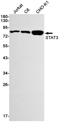 Anti-STAT3 Rabbit Monoclonal Antibody
