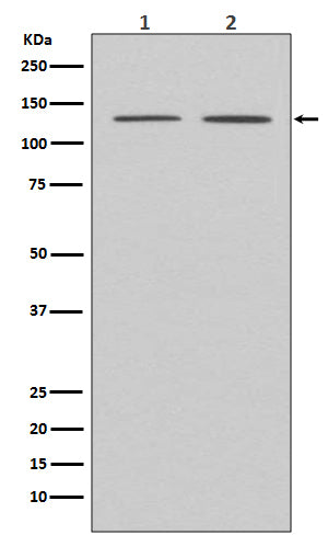 Anti-APAF1 Rabbit Monoclonal Antibody