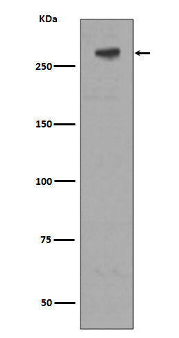 Anti-IGF2R Rabbit Monoclonal Antibody