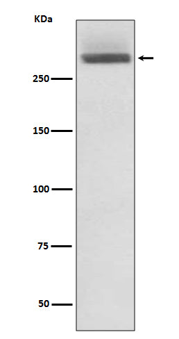 Anti-Laminin alpha 3 Rabbit Monoclonal Antibody