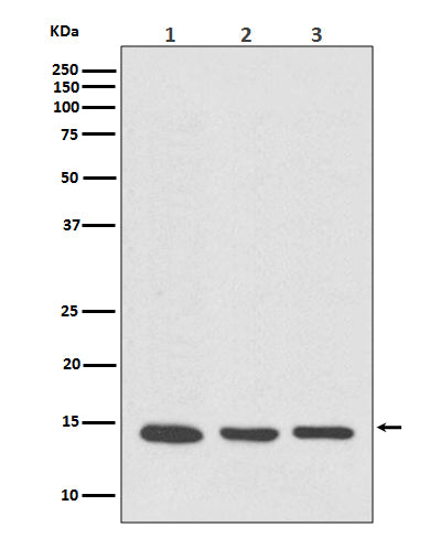 Anti-VAMP8 Rabbit Monoclonal Antibody