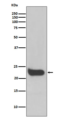 Anti-Interferon beta Rabbit Monoclonal Antibody