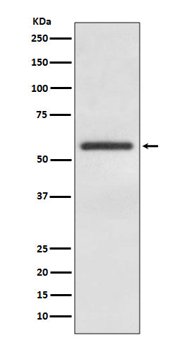 Anti-GATA4 Rabbit Monoclonal Antibody