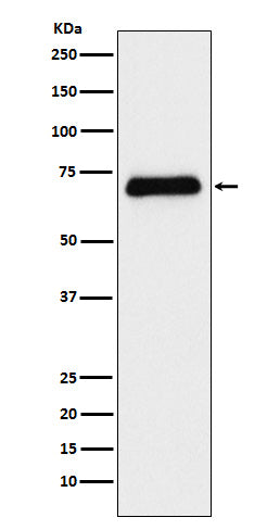 Anti-Serotonin Transporter Rabbit Monoclonal Antibody