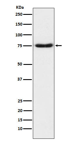 Anti-Netrin 1 Rabbit Monoclonal Antibody