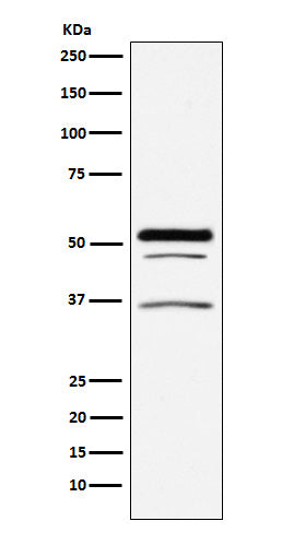 Anti-PIST Rabbit Monoclonal Antibody