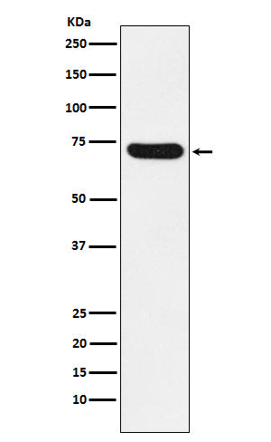 Anti-NOXA2 Rabbit Monoclonal Antibody