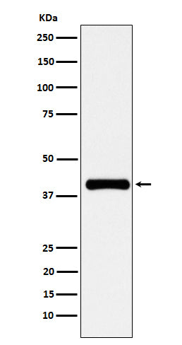 Anti-PON1 Rabbit Monoclonal Antibody