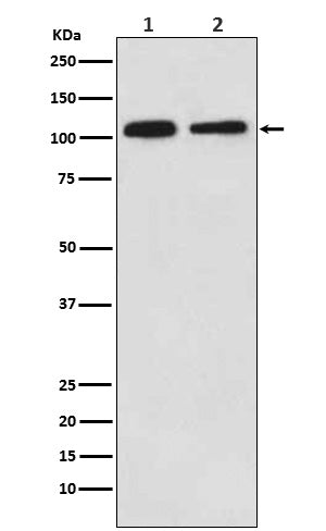 Anti-MOV10 Rabbit Monoclonal Antibody