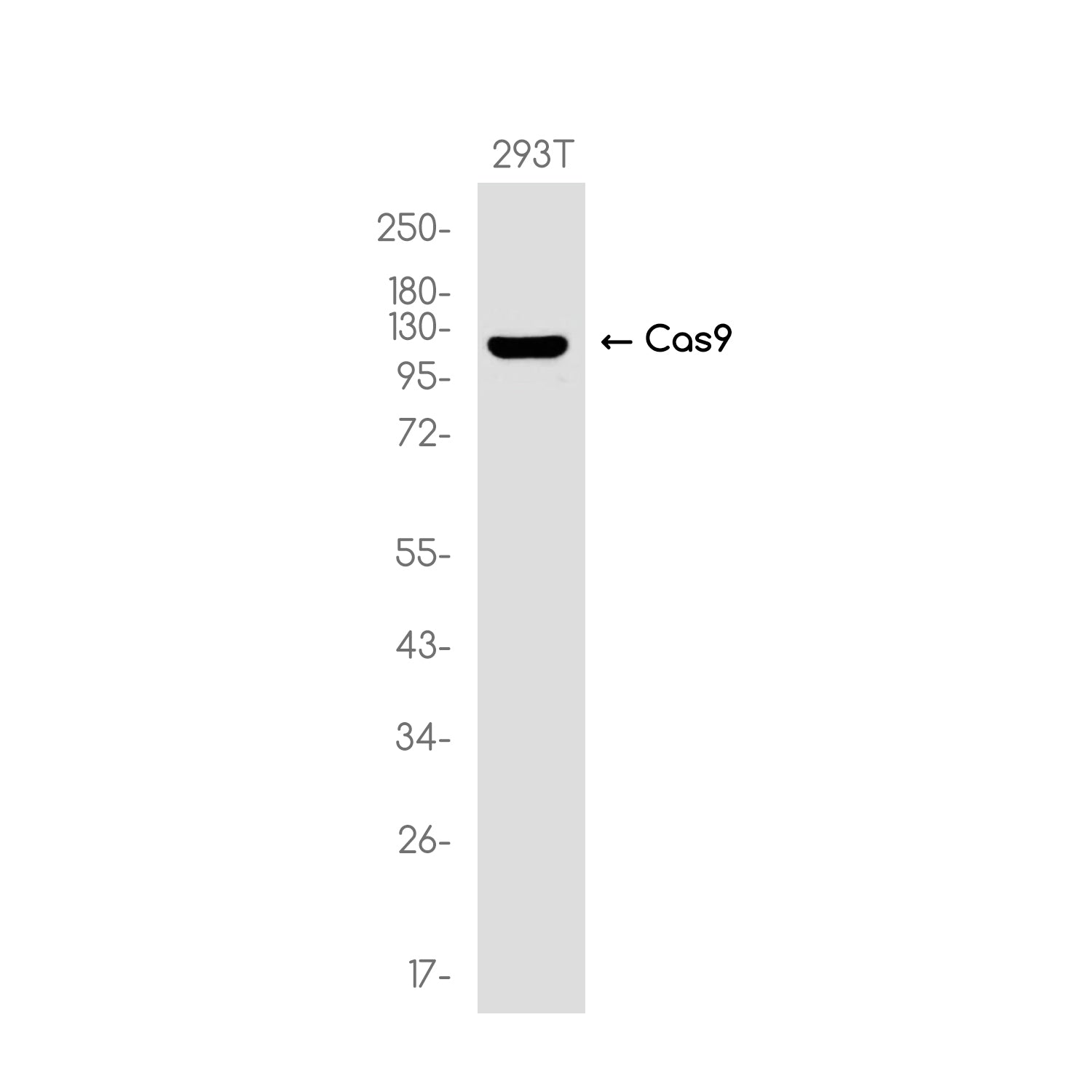 Anti-CRISPR Cas9 SA Rabbit Monoclonal Antibody