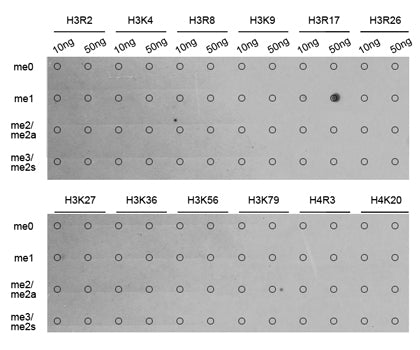 Anti-MonoMethyl-Histone H3 (Arg17) Rabbit Monoclonal Antibody