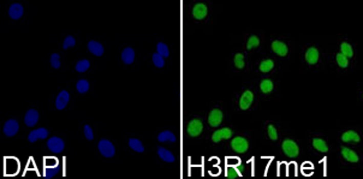 Anti-MonoMethyl-Histone H3 (Arg17) Rabbit Monoclonal Antibody